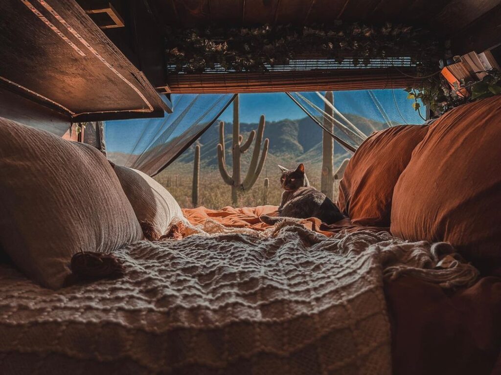 Cat sitting in a camper van bed with the back doors open with a dessert view