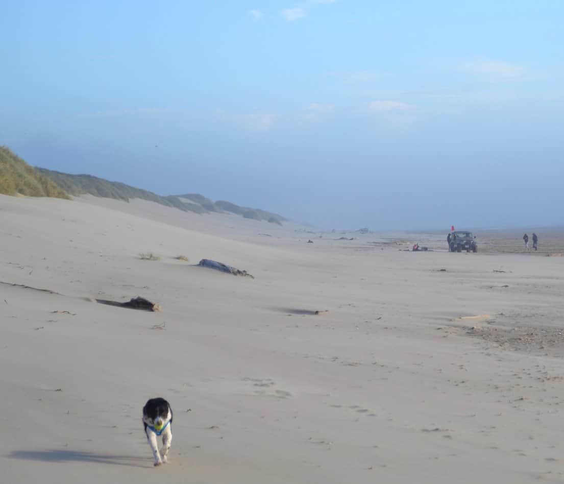 A dog bounds over with a ball in his mouth on a beach in Florence, Oregon. In the distance a jeep can be seen.