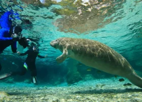 Swimming With Manatees in Florida