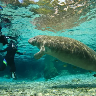 Swimming With Manatees in Florida