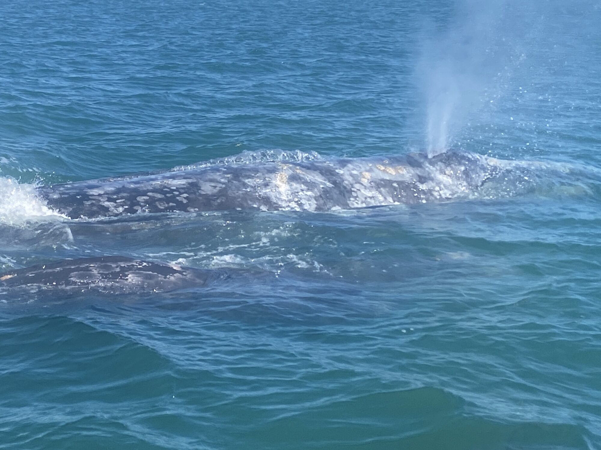 Gray whales on whale watching tour while camping in Baja California Sur