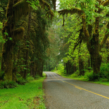 road leading into Hoh Rainforest, a must-see location during your Olympic Peninsula camping adventures