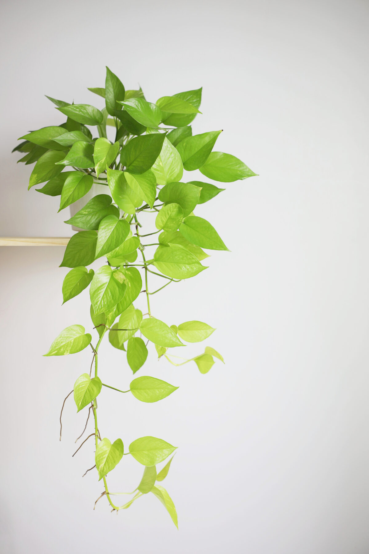 pothos in a small white pot hanging down from a high shelf