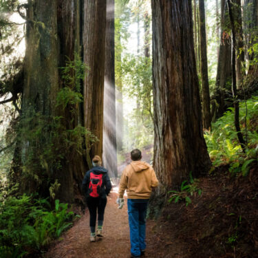 Two adventurers wander the misty heart of the Redwood giants.