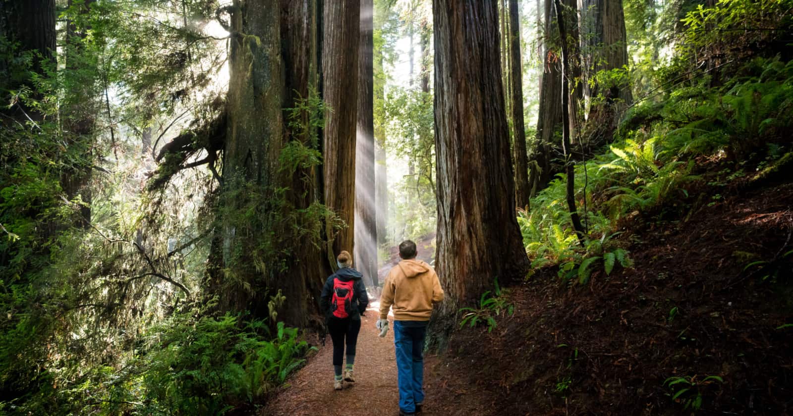 Two adventurers wander the misty heart of the Redwood giants.