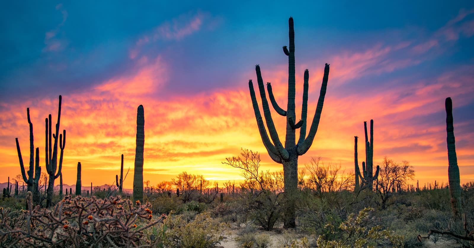 Dramatic Sunset in Arizona Desert: Colorful Sky and Cacti/ Saguaros in Foreground - Saguaro National Park, Arizona, USA